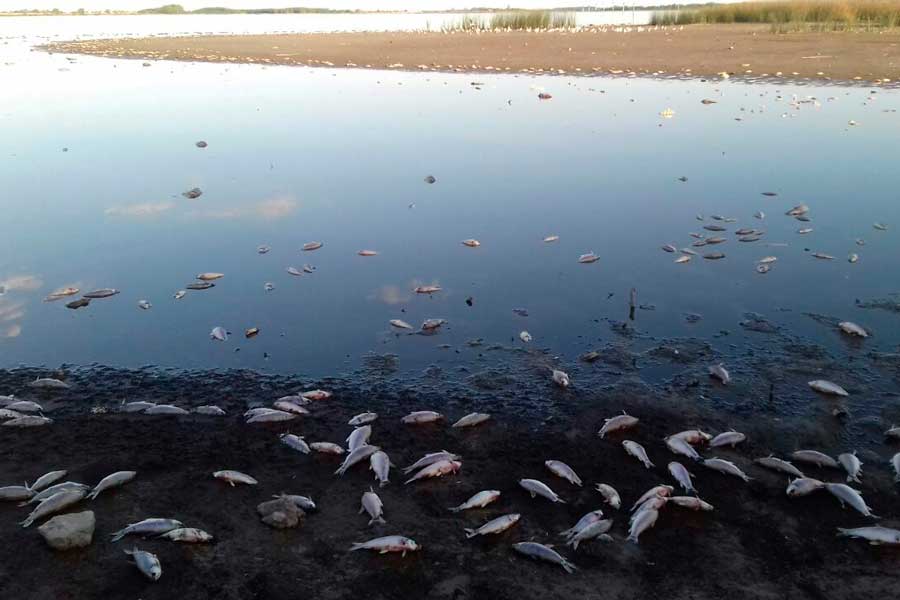 Abandono y desidia en la Laguna de Lobos - NacPop Cañuelas